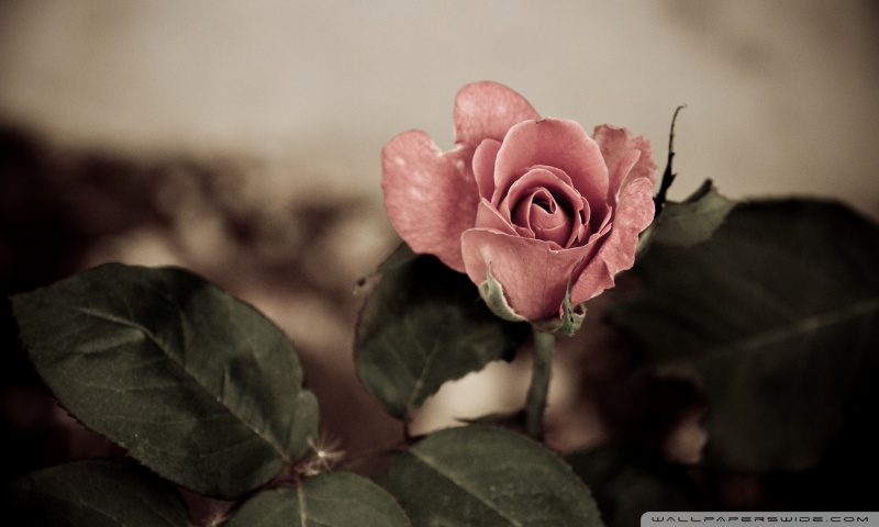 pink rose wallpaper. Pink Rose Wallpaper.